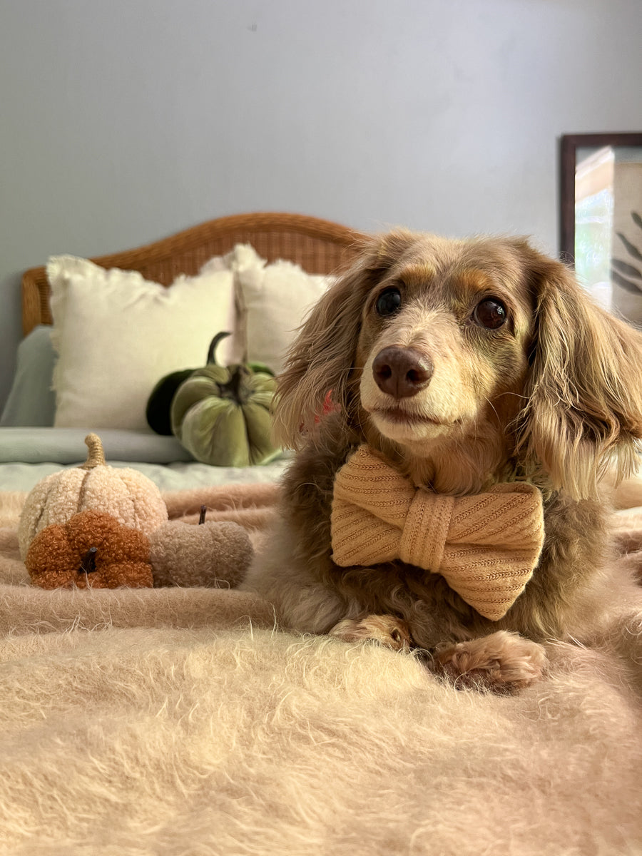 Cozy Beige Sweater Knit Dog Bow Tie