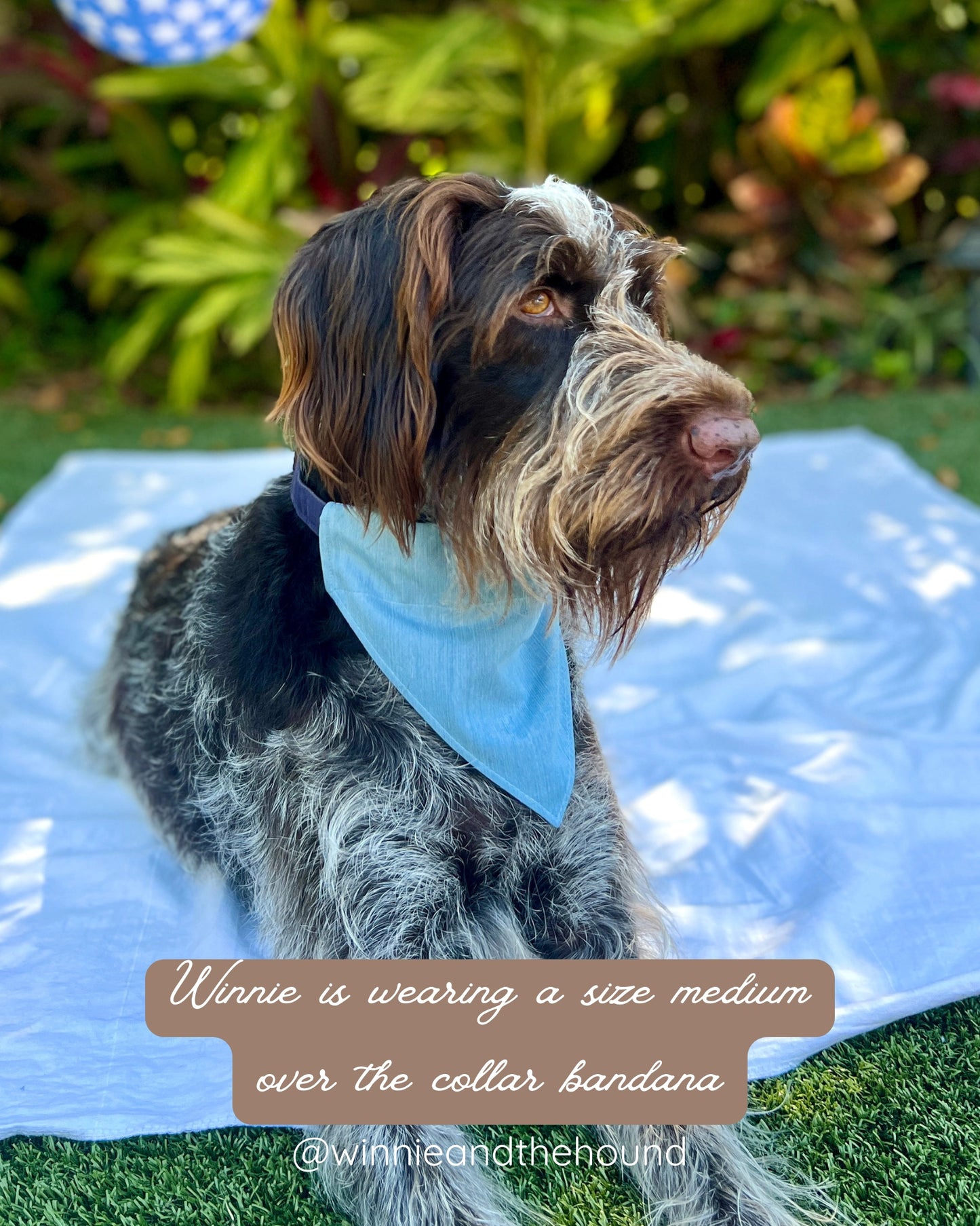 Chambray Stars Over the Collar Dog Bandana