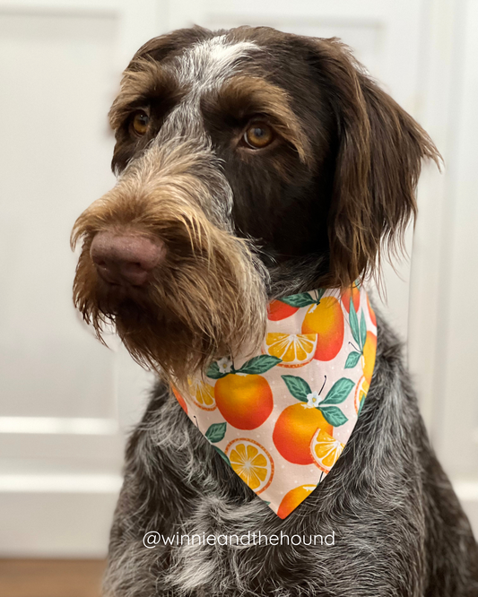 Summer Citrus Dog Bandana
