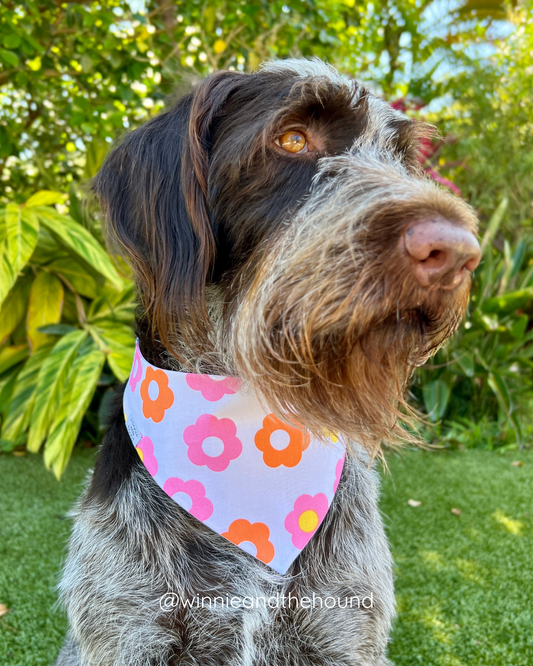 Groovy Daisies Dog Bandana