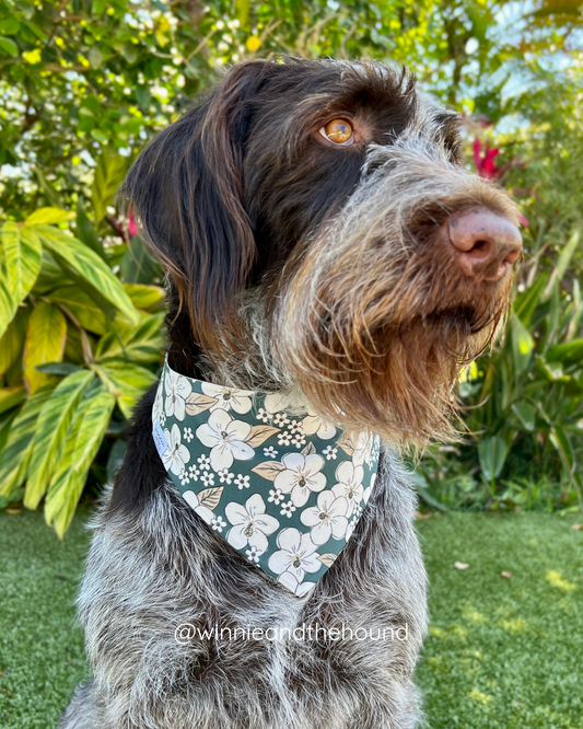 Hawaiian Hibiscus Dog Bandana