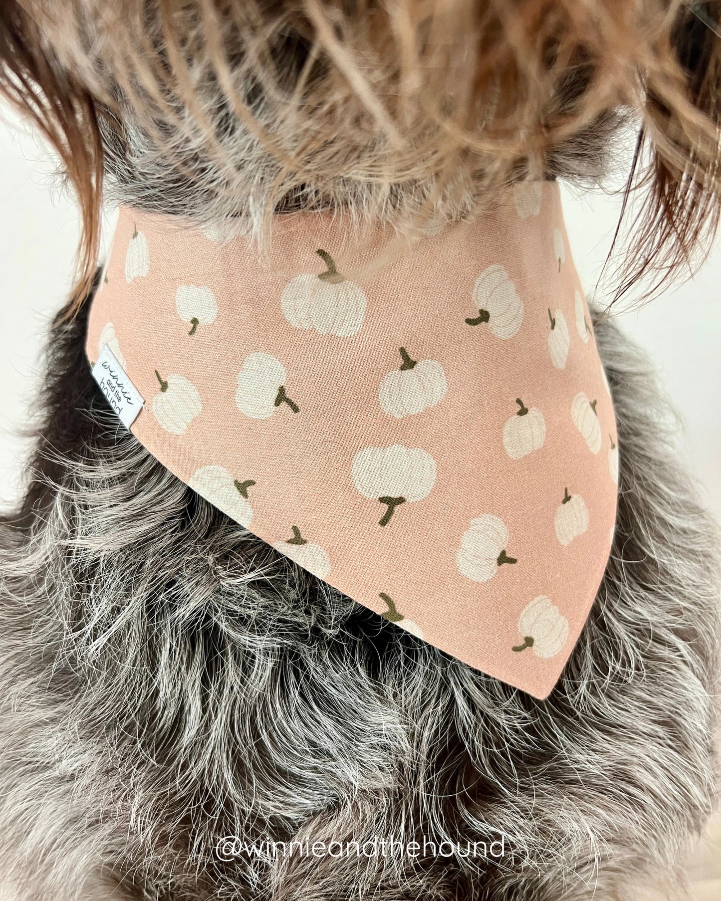 Hello Pumpkin Dog Bandana