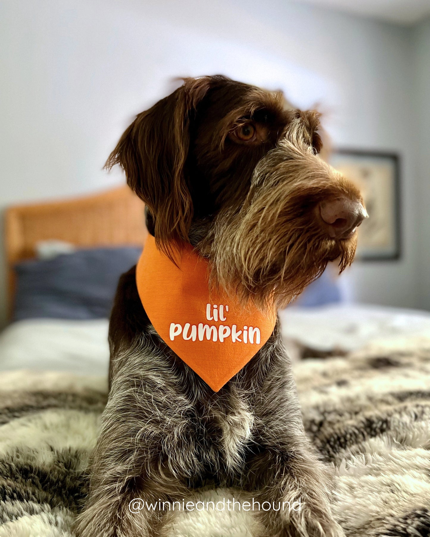 Lil' Pumpkin Dog Bandana
