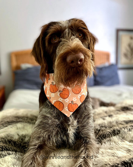 Lil' Pumpkin Dog Bandana