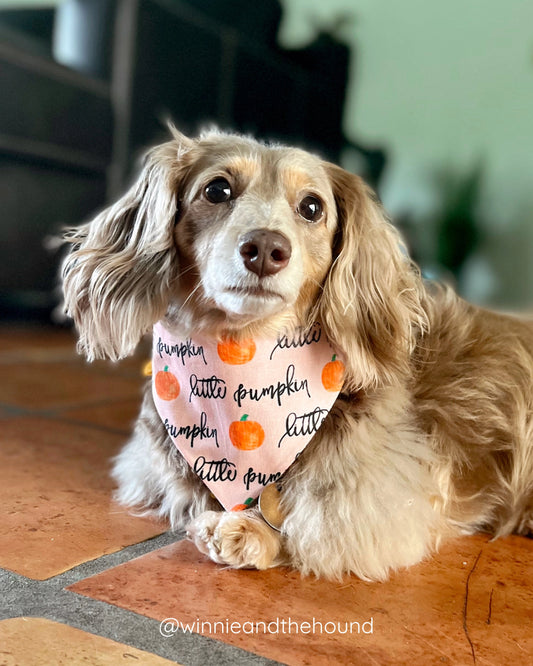 Little Pumpkin Dog Bandana