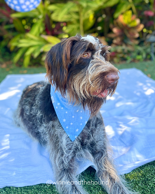 Chambray Stars Over the Collar Dog Bandana