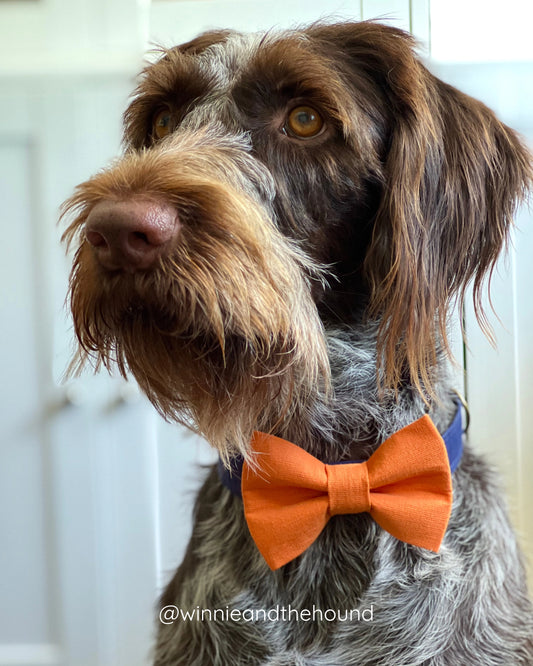Solid Orange Dog Bow Tie