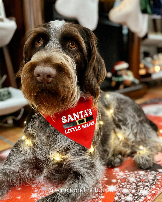 Home for the Holidays Dog Bandana