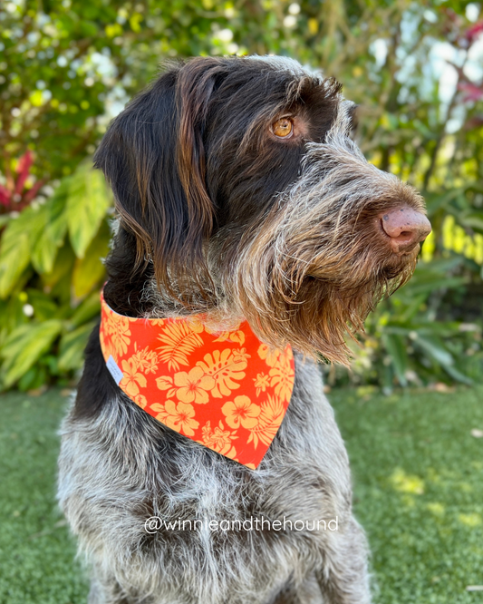 Tropical Hibiscus Dog Bandana