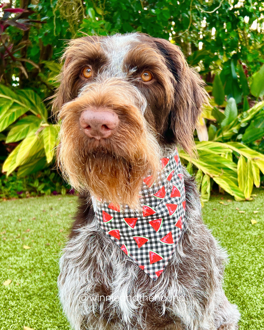 Watermelon Dog Bandana