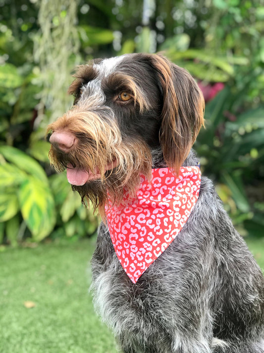 Wild Thing Dog Bandana