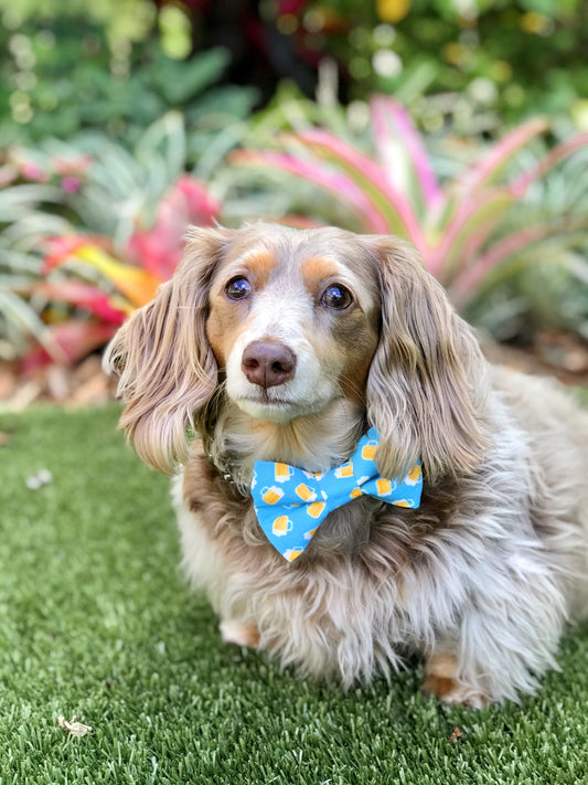 Beer Mug Dog Bow Tie