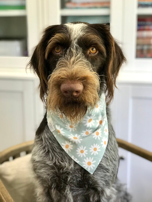 Spring Daisies Dog Bandana