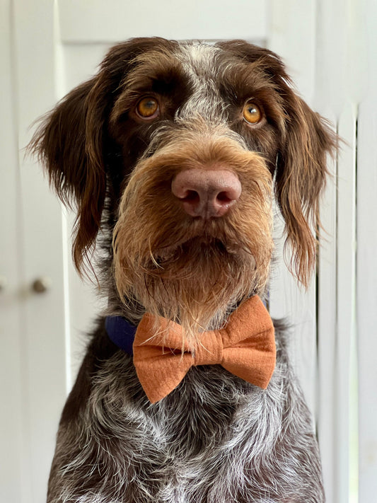 Gauze Dog Bow Tie - Brown