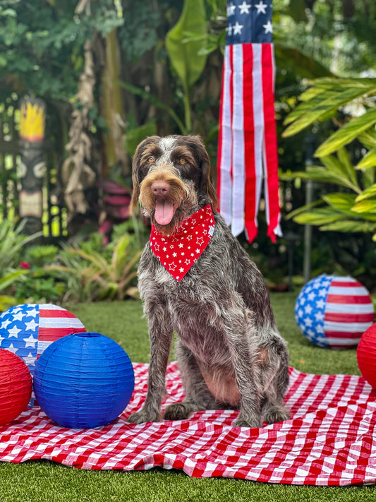 Patriotic Pops Over the Collar Dog Bandana