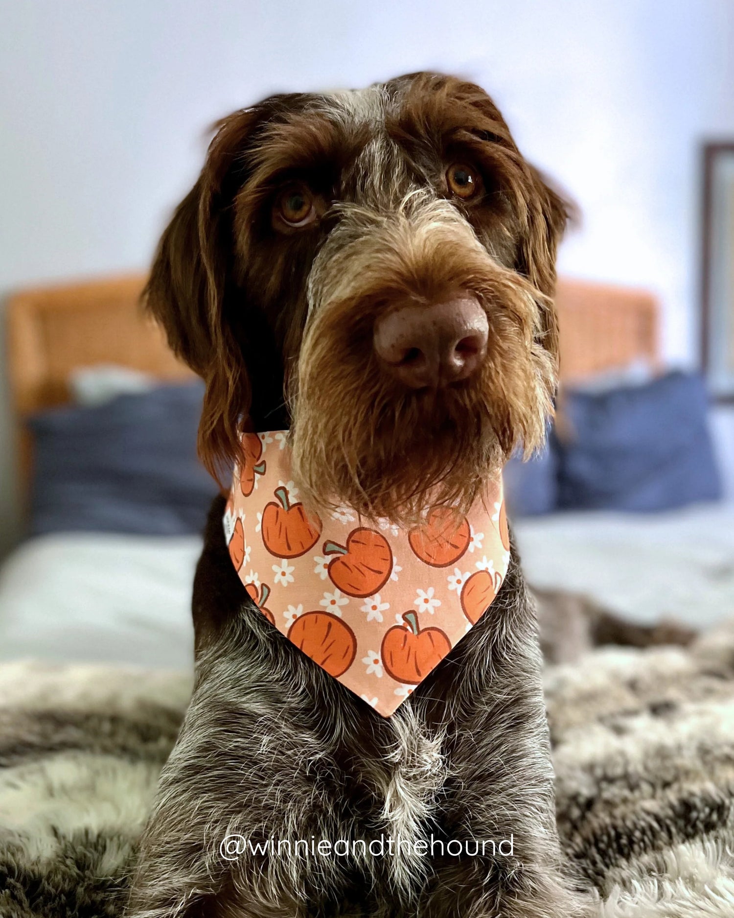 Dog Bandanas