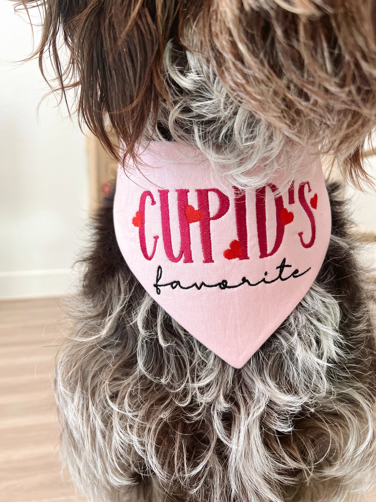 Dog wearing a pink bandana with 'Cupid's favorite' text