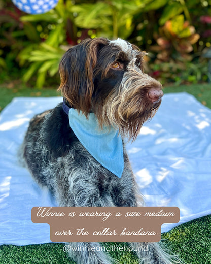 Chambray Stars Over the Collar Dog Bandana