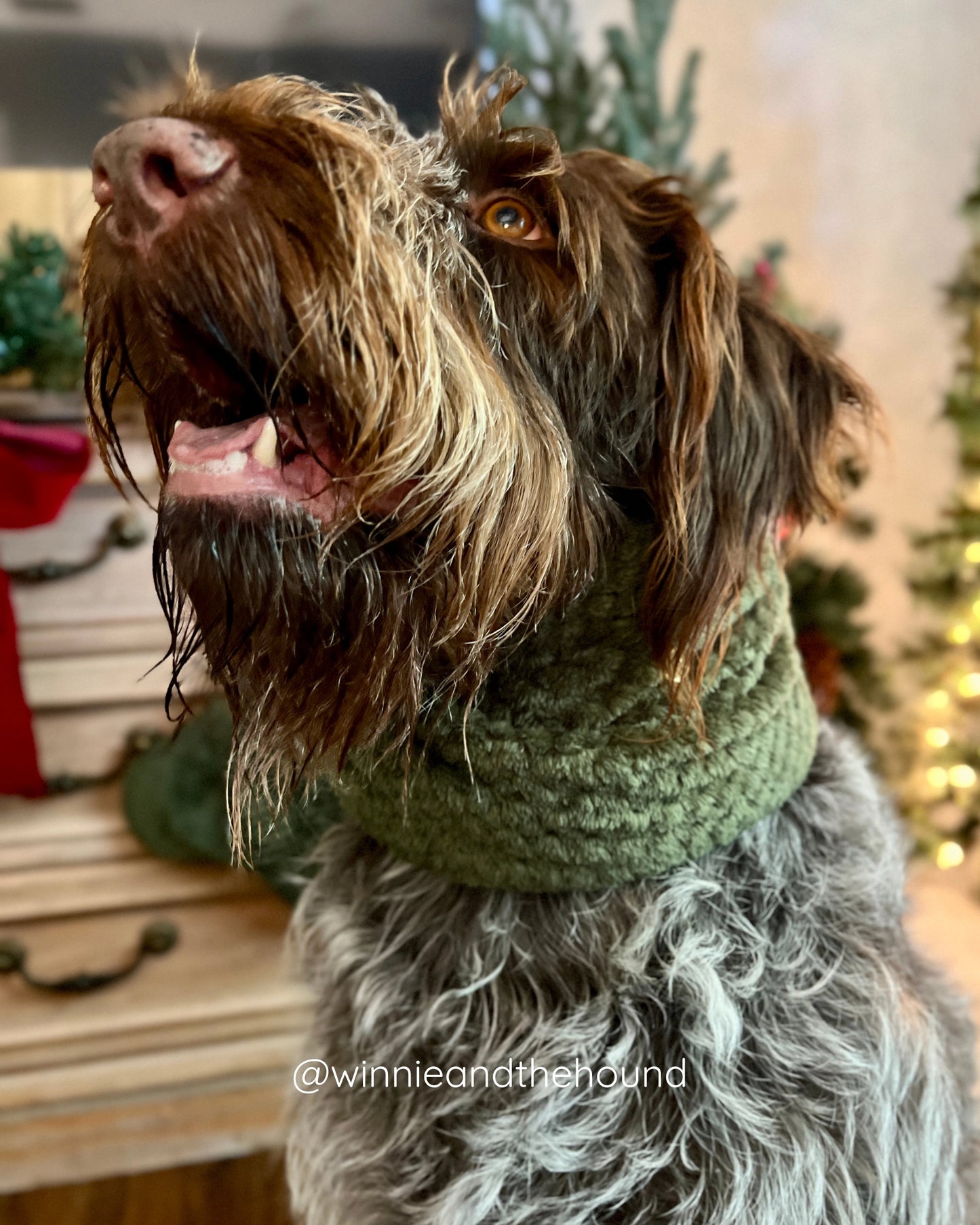 Evergreen Infinity Dog Scarf