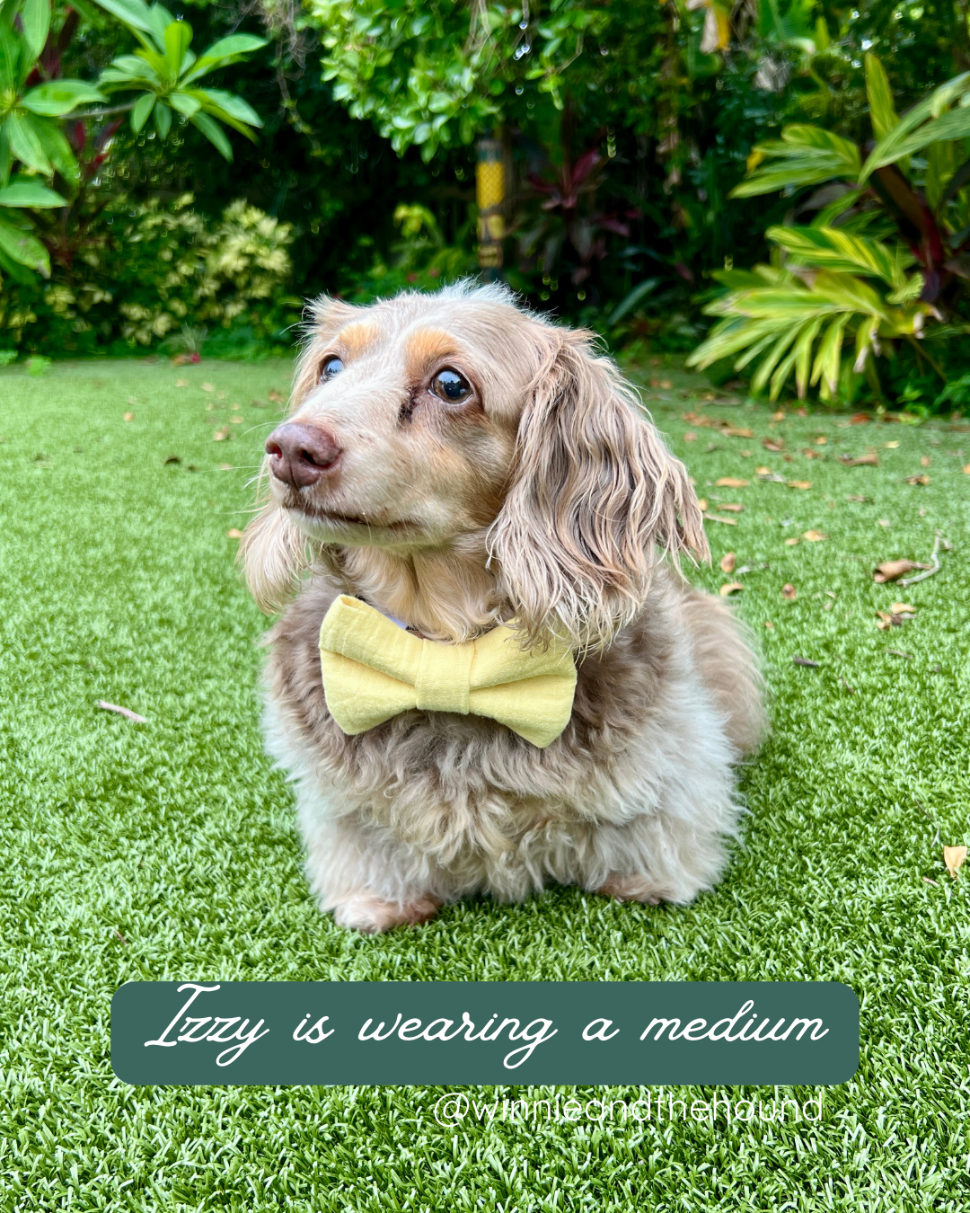 Gauze Dog Bow Tie - Lemon