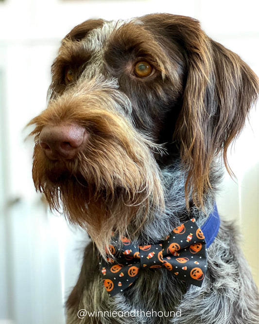 Halloween Candy Dog Bow Tie