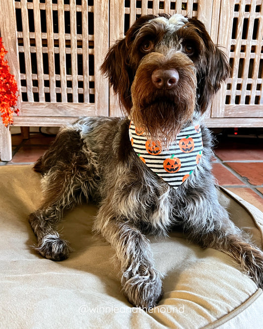 Getting Smashed Dog Bandana