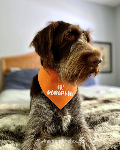Lil' Pumpkin Dog Bandana