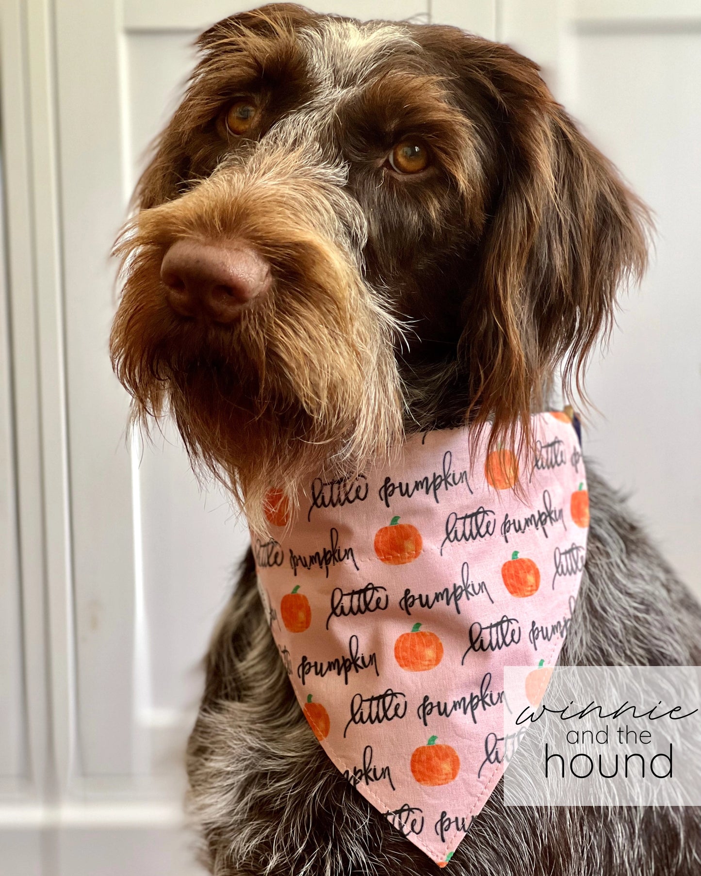 Little Pumpkin Dog Bandana