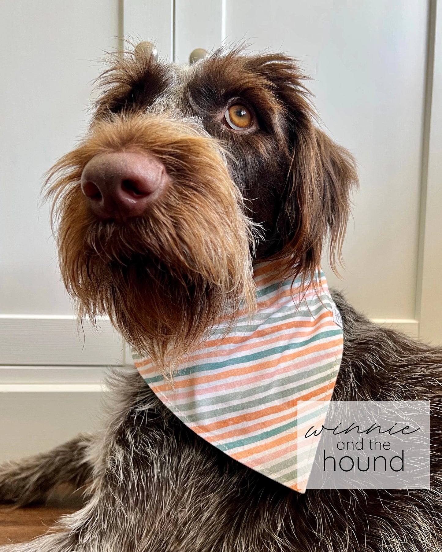 Little Pumpkin Dog Bandana