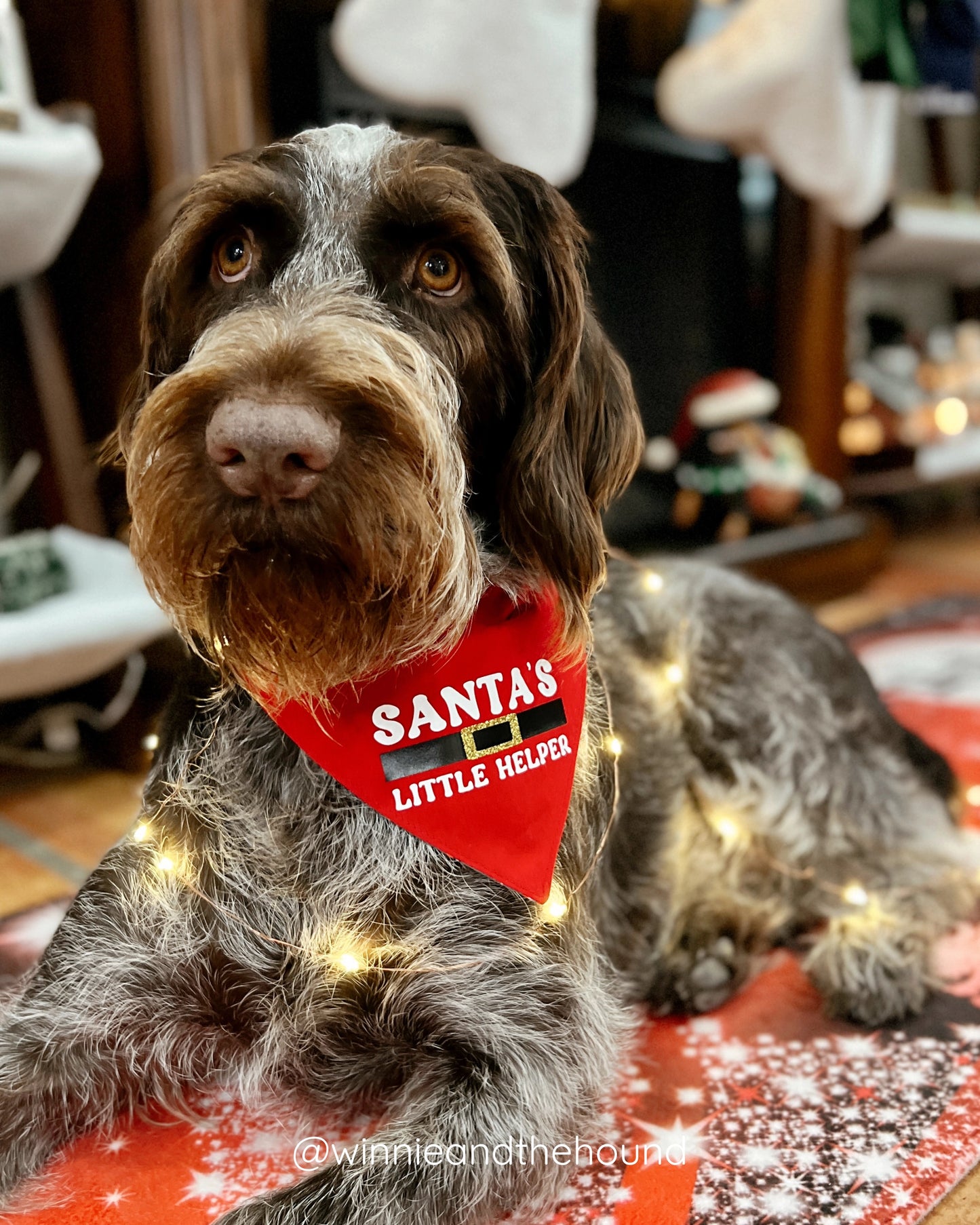 Home for the Holidays Dog Bandana