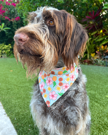 Summer Vibes Over the Collar Dog Bandana