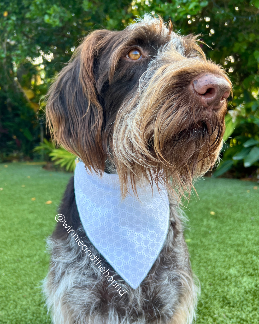 Summer Vibes Over the Collar Dog Bandana