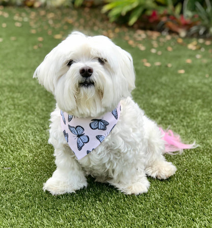 Butterfly Over the Collar Dog Bandana