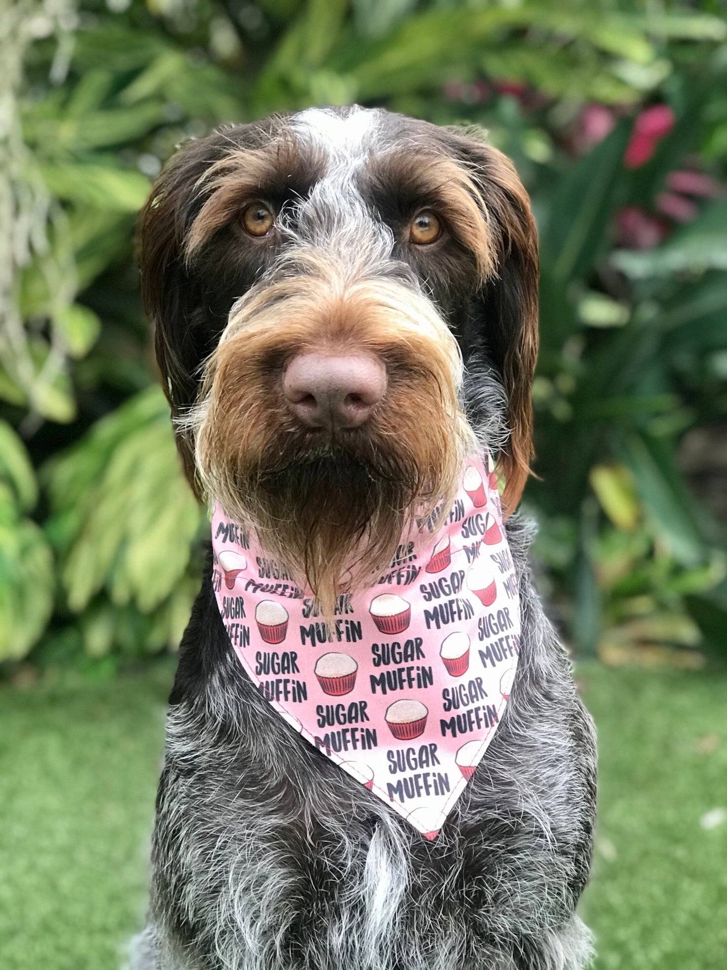 Sugar Muffin Over the Collar Dog Bandana