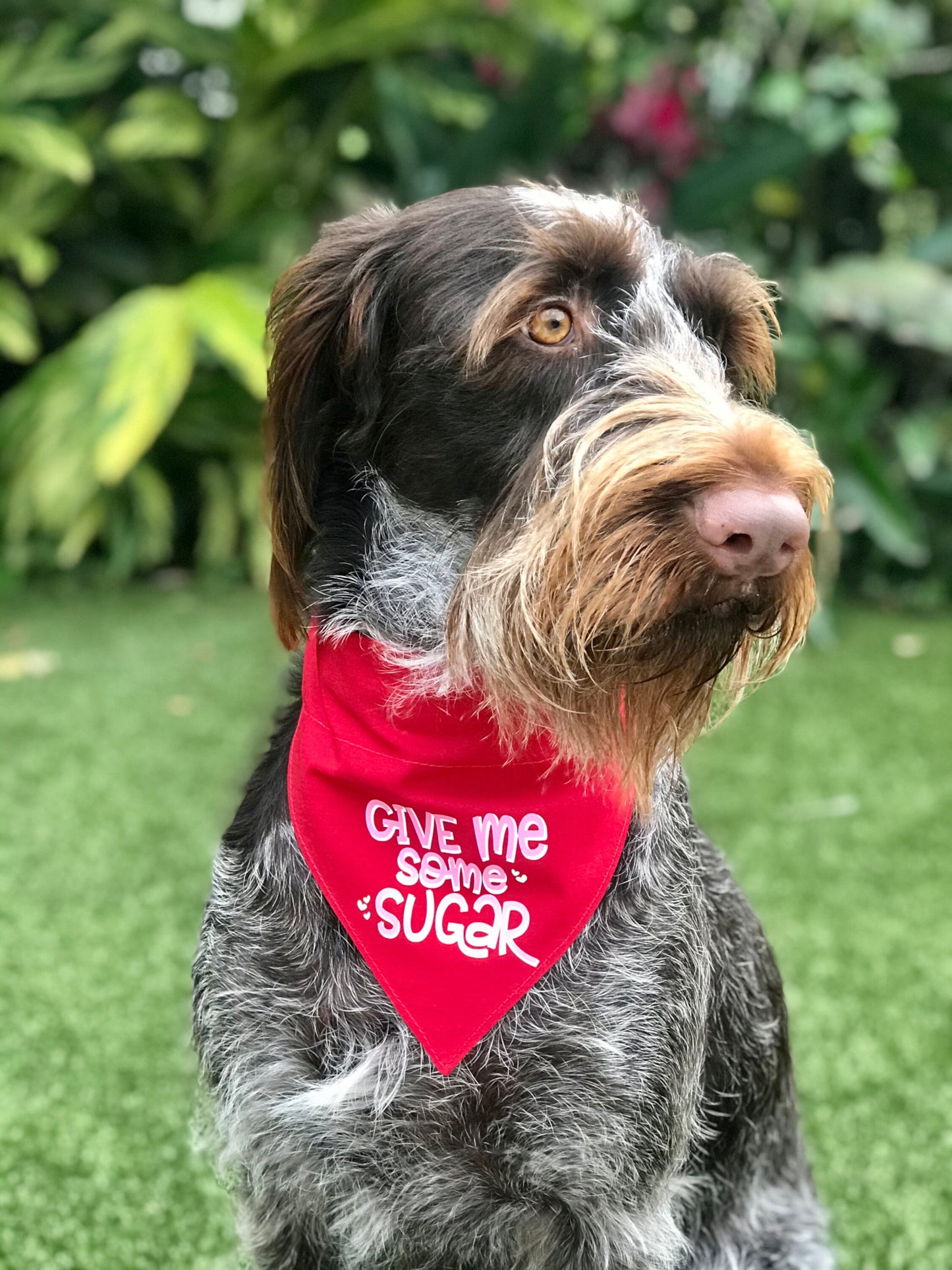 Sugar Muffin Over the Collar Dog Bandana