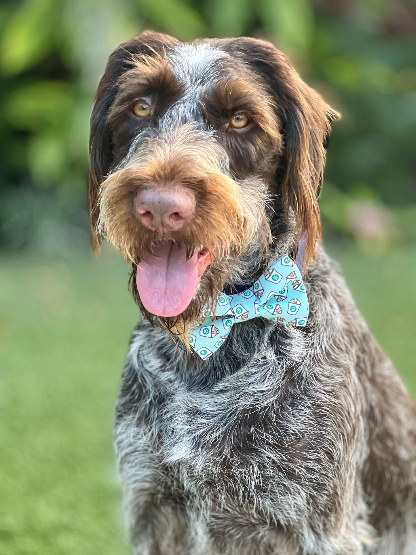 Mint Pup Cups Dog Bow Tie